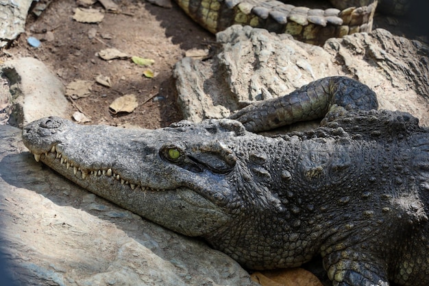 O crocodilo tailandês descansando no jardim