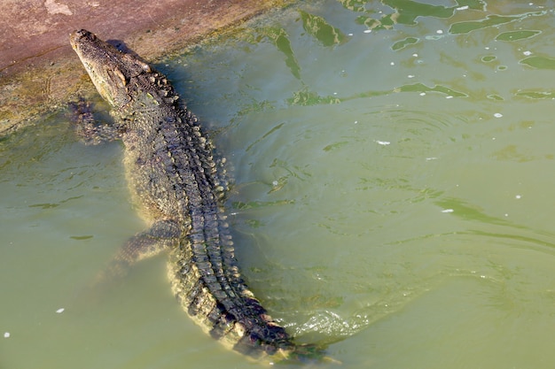 O crocodilo tailandês nadando no rio perto do canal