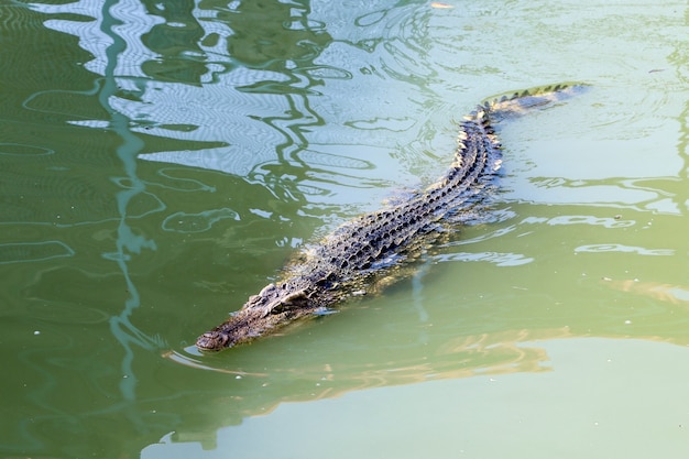 O crocodilo tailandês nadando no rio