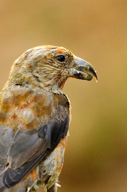 O crossbill comum é uma espécie de pequeno passeriforme da família dos tentilhões.