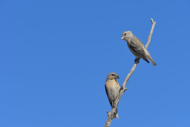 O crossbill comum é uma espécie de pequeno passeriforme da família dos tentilhões.