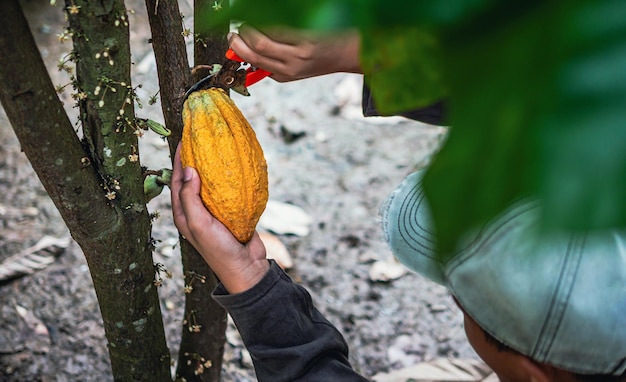 O cultivador de cacau usa tesouras de poda para cortar as vagens de cacau ou o cacau amarelo maduro da árvore de cacau