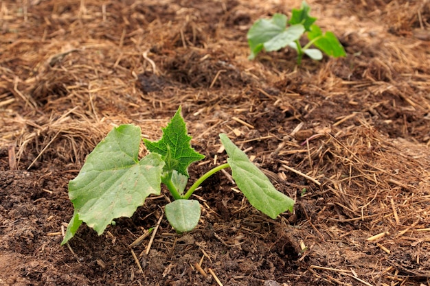 O cultivo de pepinos Arbustos de pepino jovem em uma cama vegetal O tema da jardinagem cultivando uma rica colheita