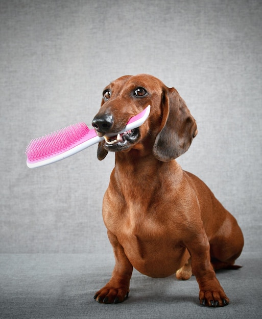 O dachshund vermelho segura um pente nos dentes