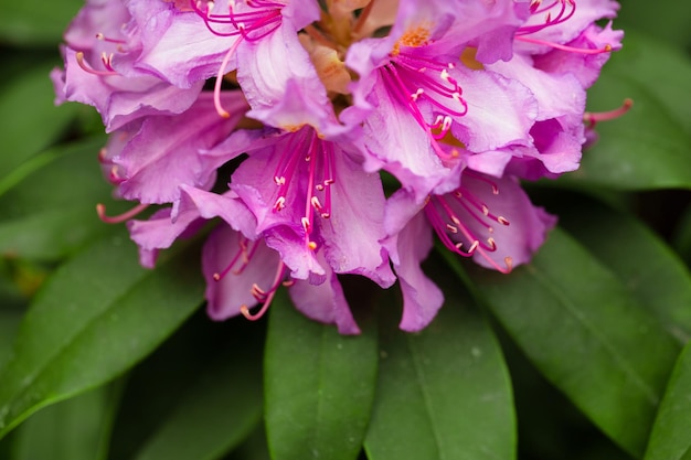 O delicioso quintal de Haven floresce com azaleas cor-de-rosa