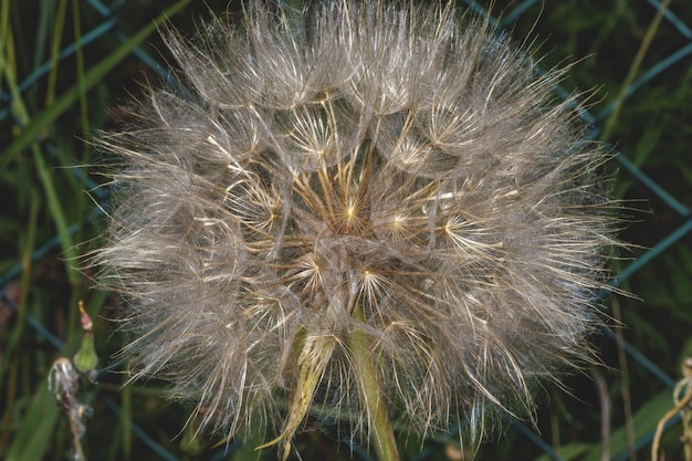 Foto o dente-de-leão comum é uma planta com flores pertencente à família das asteráceas. o epíteto específico officinal indica suas virtudes medicinais conhecidas desde os tempos antigos.