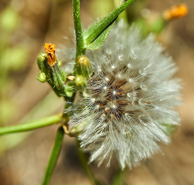 O dente-de-leão florescido na natureza cresce da grama verde.