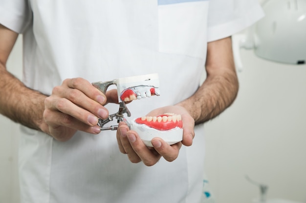 O dentista segura uma mandíbula simulada na mão