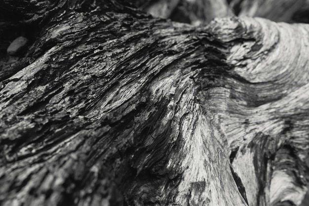 O detalhe de morreu a fotografia preto e branco da arte da natureza da textura de madeira.