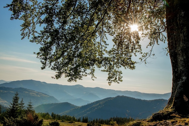 O dia ensolarado da manhã está na paisagem montanhosa Cárpatos Ucrânia Europa Mundo da beleza Grande resolução