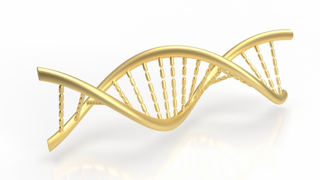 O dna de ouro sobre fundo branco para renderização 3d de conceito de ciência ou educação