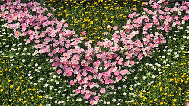 O doce diversos flores da margarida da cor projeta o fundo do jardim do campo.