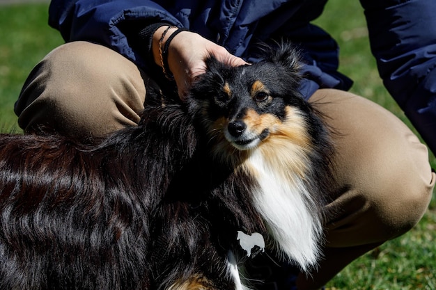 O dono coça o cachorro atrás da orelha