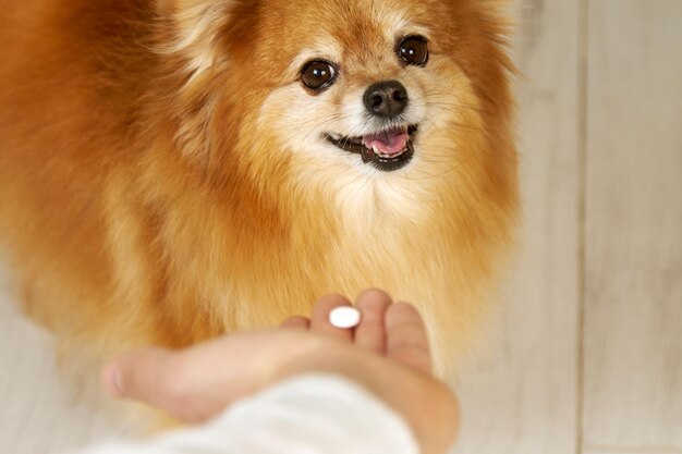 O dono dá ao cão com uma cara feliz vitaminas para cães