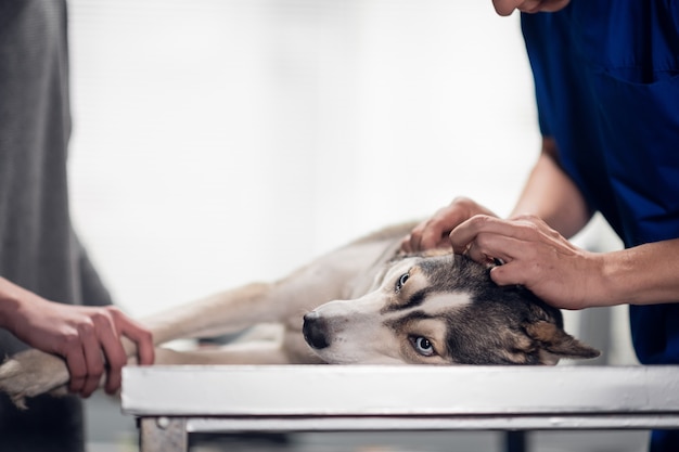 O dono do cachorro segura seu animal de estimação, enquanto o veterinário verifica suas orelhas. Isolado no branco.