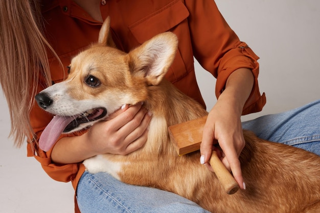 Foto o dono penteia a pele de um cão corgi com uma escova, cuidando da saúde do cão