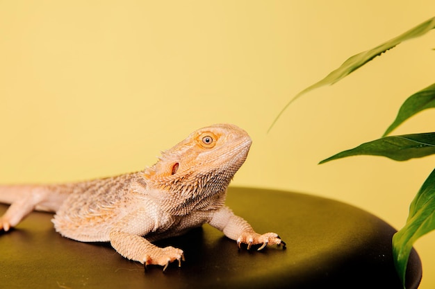 O dragão barbudo oriental dragão barbudo ou simplesmente lagarto barbudo em fundo amarelo