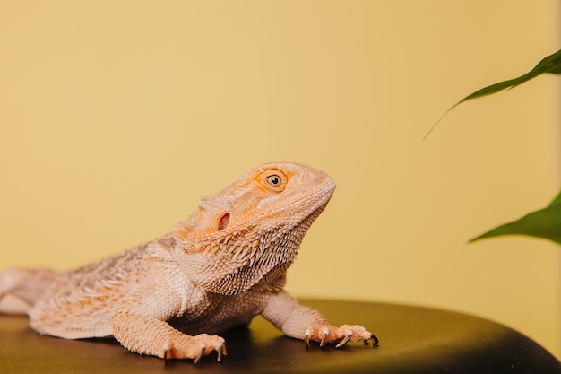 O dragão barbudo oriental dragão barbudo ou simplesmente lagarto barbudo