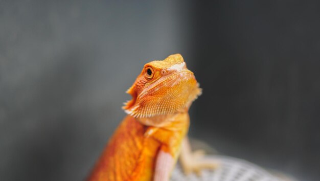 O dragão barbudo Pogona Vitticeps é um lagarto australiano