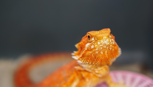 O dragão barbudo Pogona Vitticeps é um lagarto australiano