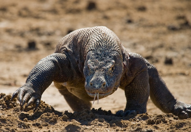 Foto o dragão de komodo está correndo pelo chão. indonésia. parque nacional de komodo.