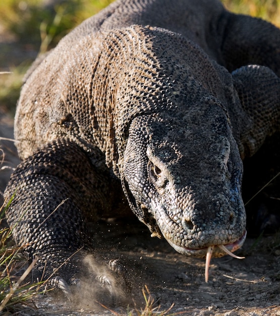 O dragão de Komodo está correndo pelo chão. Indonésia. Parque Nacional de Komodo.