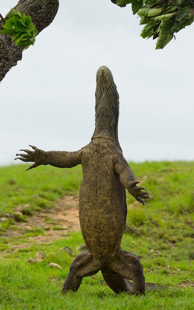 O dragão de komodo está de pé nas patas traseiras. indonésia. parque nacional de komodo.