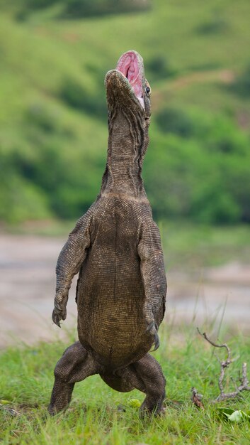 O dragão de Komodo está de pé nas patas traseiras. Indonésia. Parque Nacional de Komodo.