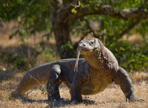 O dragão de Komodo está no chão. Indonésia. Parque Nacional de Komodo.