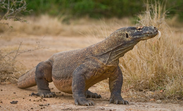 O dragão de Komodo está no chão. Indonésia. Parque Nacional de Komodo.