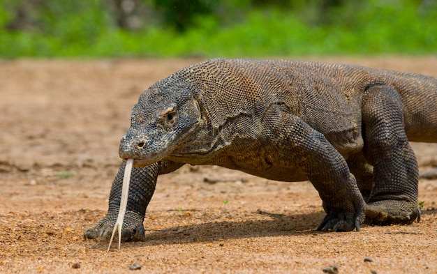 O dragão de Komodo está no chão. Indonésia. Parque Nacional de Komodo.