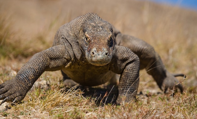 O dragão de Komodo está no chão. Indonésia. Parque Nacional de Komodo.