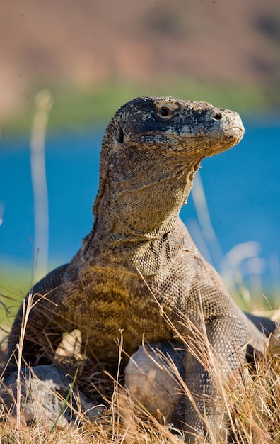 O dragão de Komodo está sentado no chão, tendo como pano de fundo uma paisagem deslumbrante. Indonésia. Parque Nacional de Komodo.