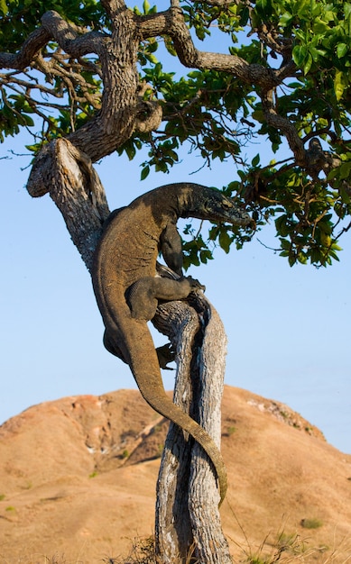 O dragão de Komodo está subindo em uma árvore. Indonésia. Parque Nacional de Komodo.