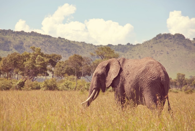 O elefante africano