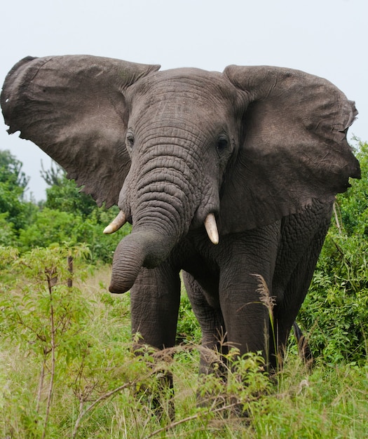 O elefante grande está balançando a cabeça de raiva.