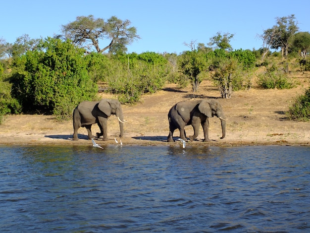 O elefante na costa do rio zambeze, botsuana, áfrica