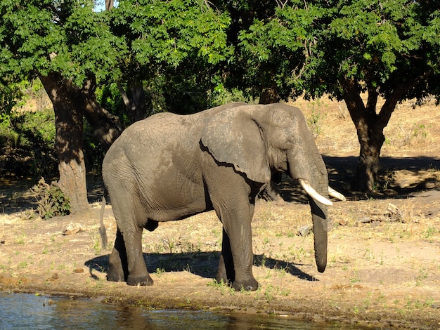 O elefante na costa do rio zambeze, botsuana, áfrica