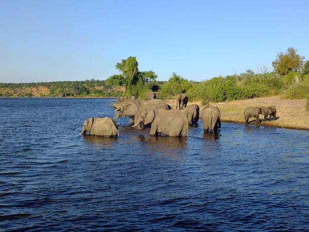 O elefante na costa do rio Zambeze, Botsuana, África