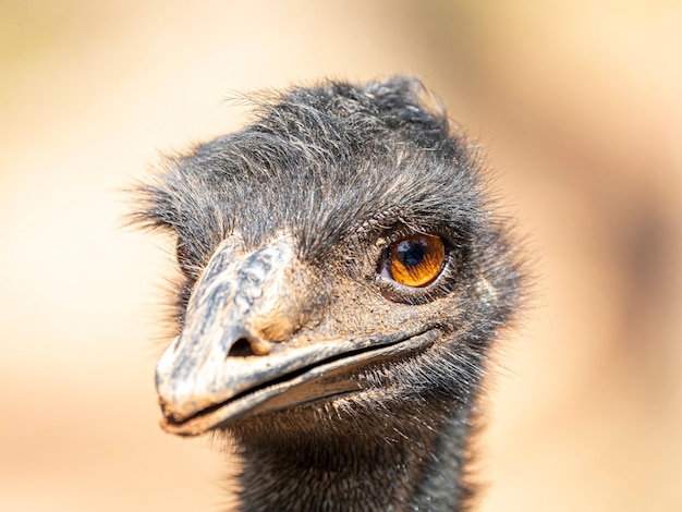 O emu é o segundo maior pássaro vivo em altura, depois de seu parente ratite, o avestruz.