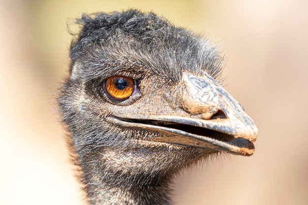 O emu é o segundo maior pássaro vivo em altura, depois de seu parente ratite, o avestruz.