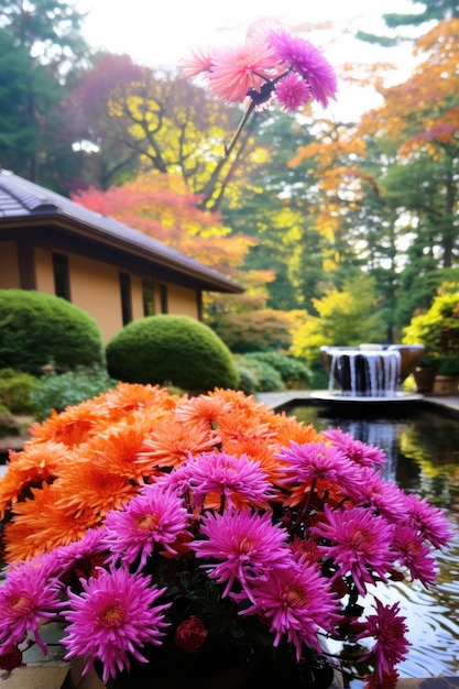 O encantador caleidoscópio das cores vibrantes dos crisântemos japoneses que florescem num pátio