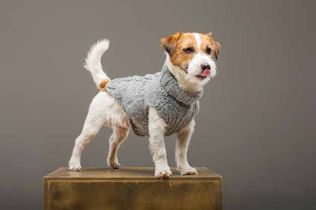 Foto o encantador jack russell posando em um estúdio com um suéter cinza quente