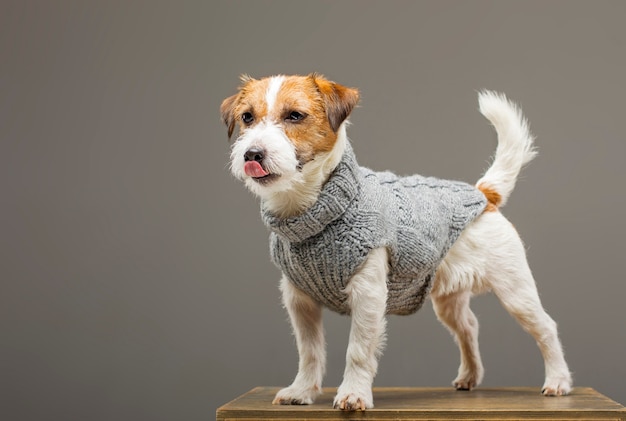 O encantador Jack Russell posando em um estúdio com um suéter cinza quente