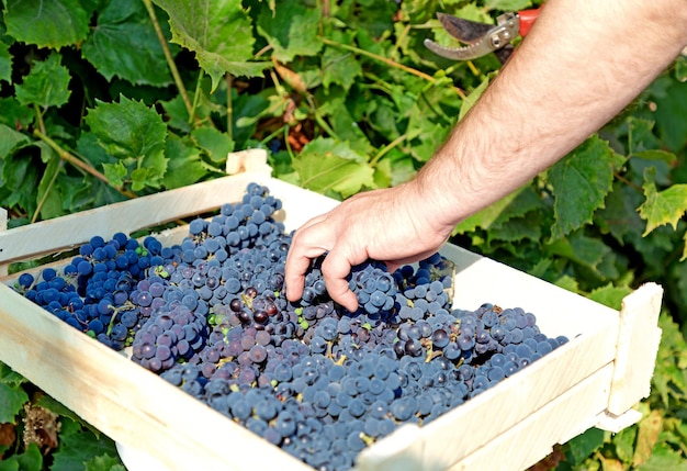 O enólogo verifica a prontidão das uvas