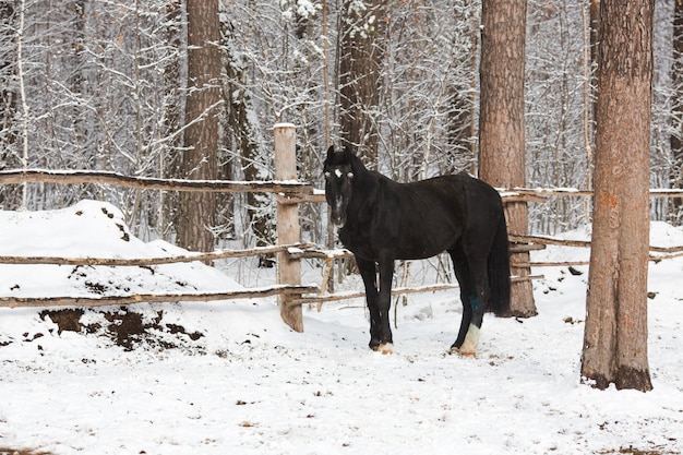 O eqüino negro no inverno