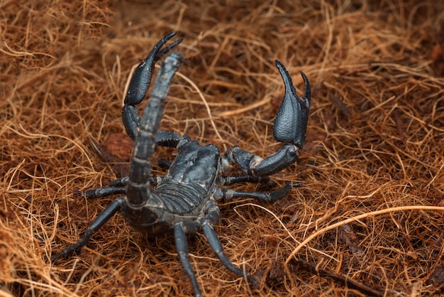 o escorpião preto no modo defensivo