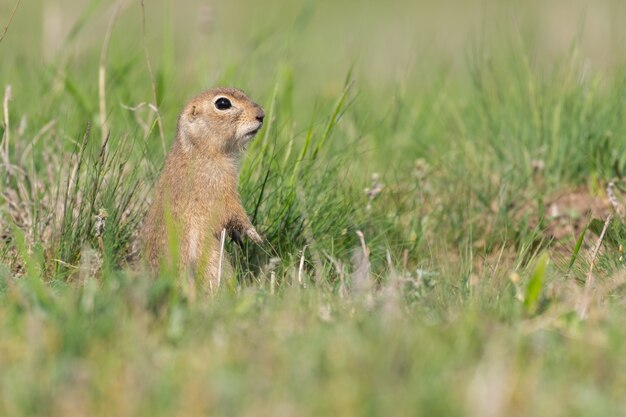 O esquilo-terrestre spermophilus pygmaeus, ele fica parado na grama e observa.