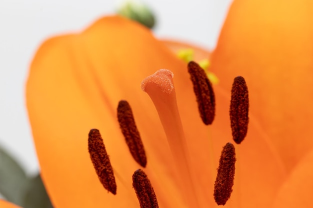 O estame e o carpelo de um lírio laranja mostrando o estigma e o estilo do filamento da antera em perspectiva macro