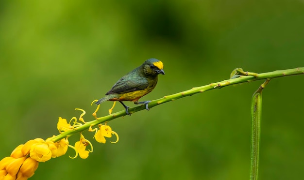 O eufónio de costas de oliveira é um pequeno pássaro cantor da família dos tentilhões. É um cultivador estabelecido nas planícies e contrafortes do Caribe, do sul do México ao oeste do Panamá.